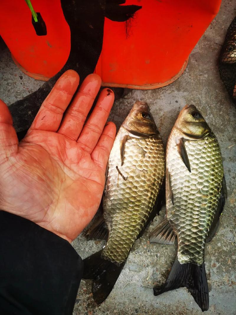 天天吃蒜對(duì)身體有什么壞處，天天釣魚